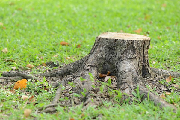 tree stump in ground that mean green can remove